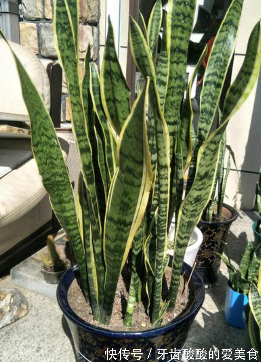 虎皮兰有三喜三怕，了解它的喜好，叶片肥厚根系壮，爆芽多多