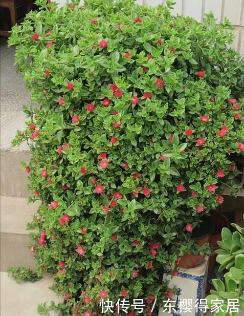 漂亮|6种漂亮花,夏天快扦插,越热越生根,30天就开花,适合急性子养