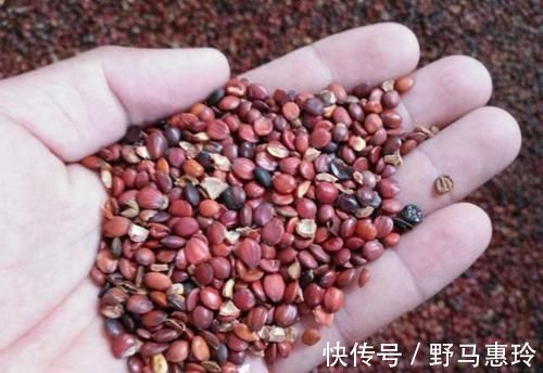 泡水|晚上经常失眠,用此物泡水喝,静心安神,可能会促进睡眠