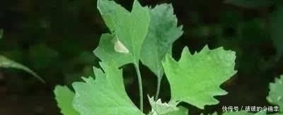 小时候|4种农村小时候坚决不吃,现在想吃却买不到,你吃过几种