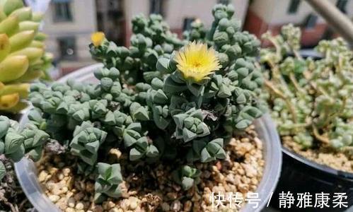 病虫害|公认省心的多肉植物，不生病虫害，好养开花美，适合新手！