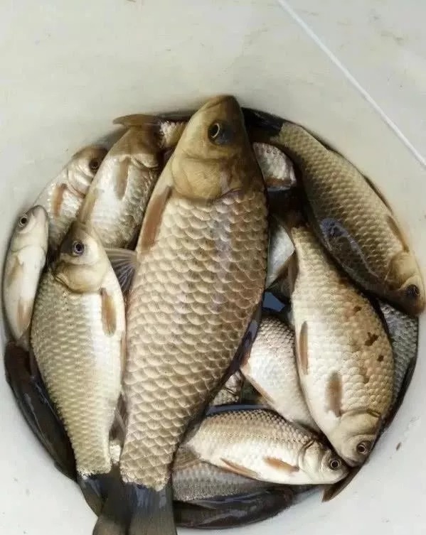 冬天太冷,大板鲫可遇不可求?按这套路来钓,不管在哪都能狂拉