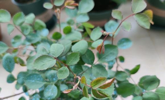 蔷薇是蔷薇,月季是月季,两种花不一样,别把蔷薇种到盆里