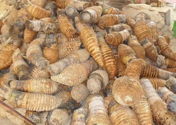 七旬老奶奶摆摊卖“大虫子”,大家都抢着买,识货大叔不多见了