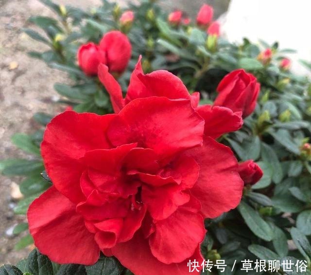养杜鹃花的3个“技巧”,不掉叶不黄叶,绿油油,花越开越鲜艳