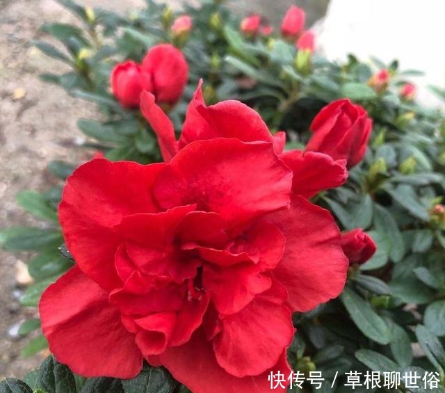 养杜鹃花的3个“技巧”，不掉叶不黄叶，绿油油，花越开越鲜艳