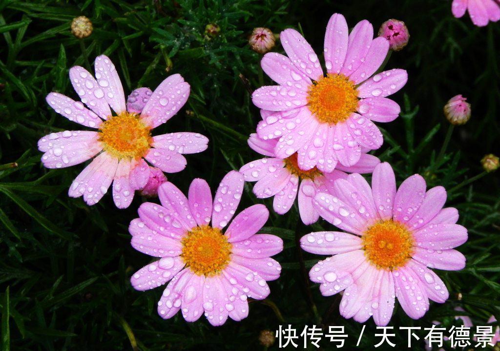 香气扑鼻|养花试试这几款，摆放在家里，有静心安神，净化空气的功效