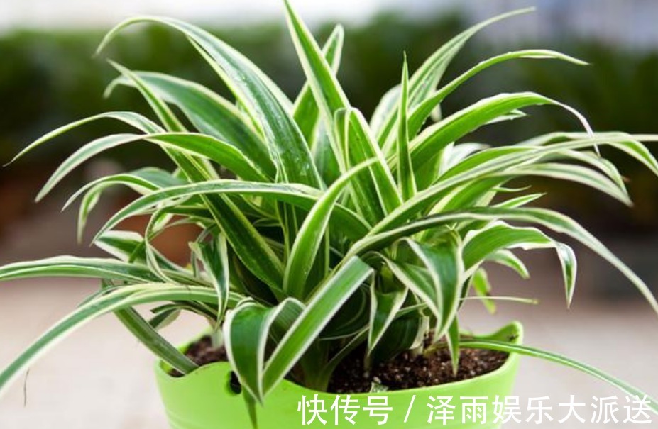 疲劳|4种“护眼花”,电脑旁摆上1盆,缓解眼部疲劳,还防辐射!