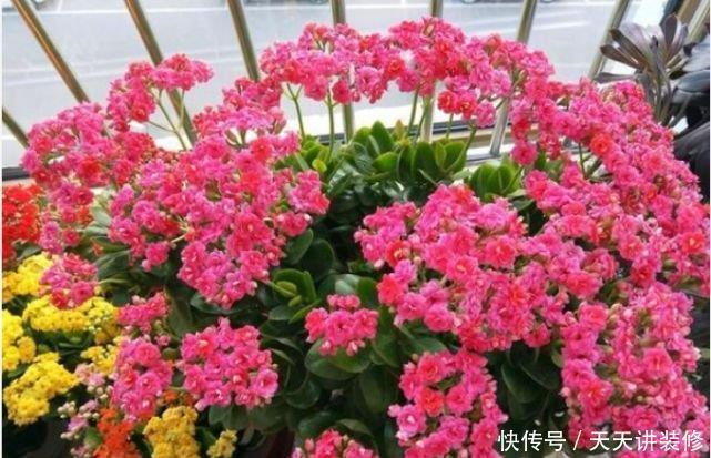 玫瑰海棠玫瑰海棠|3种花是花中劳模，一年四季开花不断，谁养谁喜欢