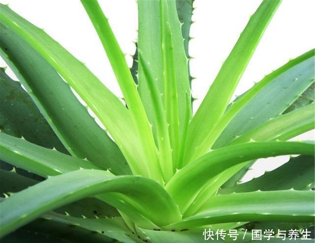 卧室养3种花,晚上也能释放氧气,睡觉睡的香!