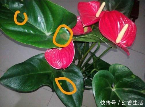 长寿花|这5种花,叶子不能喷水,尤其是夏天,一喷就全烂了