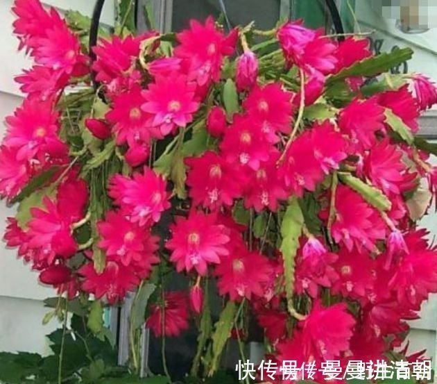 懒人|懒人最爱养的花，半月不浇水照样爆盆，花苞爬满枝头，绚丽多彩