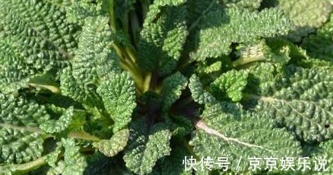 蟾蜍草|它是咽炎的“救星”,喝水时加一点,养咽护喉,一天比一天好