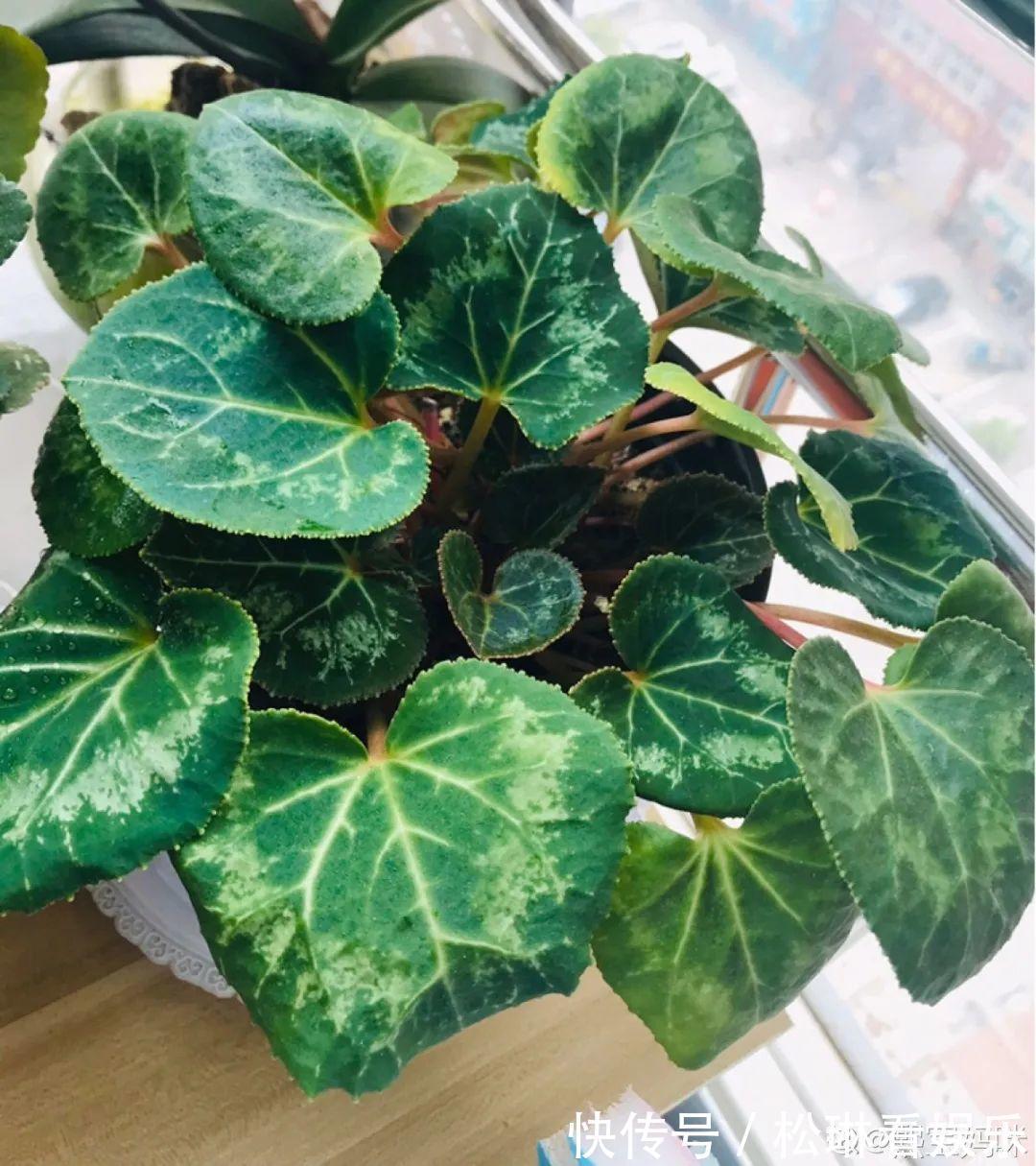 休眠|家里有这7种花,少浇水、不能晒,天热要休眠!