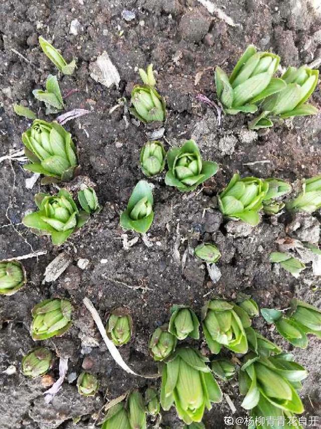 养花技巧这花不是一次性，开完别扔，还能再养7、8年