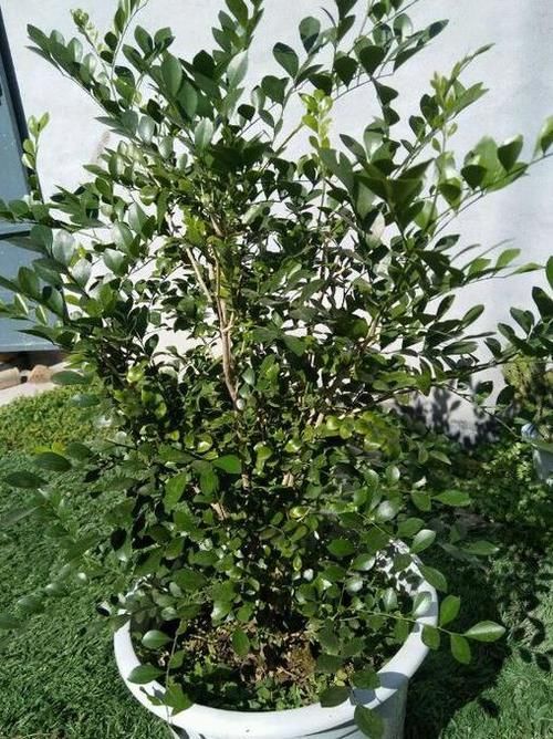  不烂|盆栽九里香，该怎么管理才能不烂根？早预防早治疗？