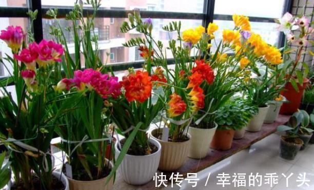 5种“耐寒花”，好看不怕冻，低温也能爆花，一直开到初夏