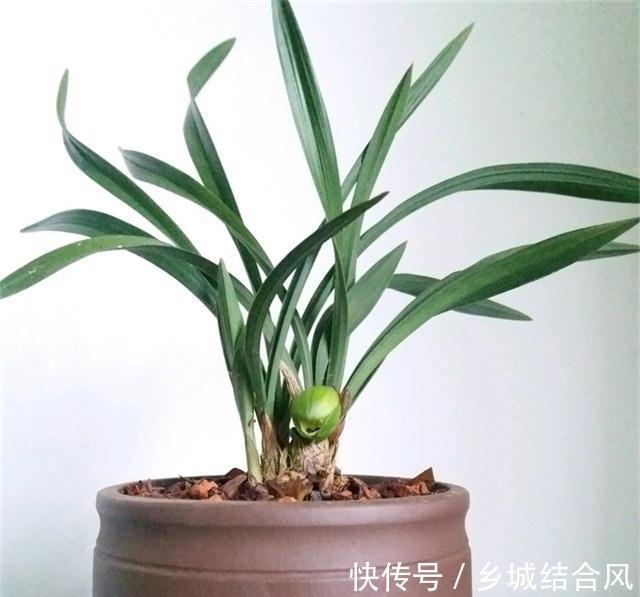 养花干货第五期,兰花根系有个抽水机,一般人不知道,保护好