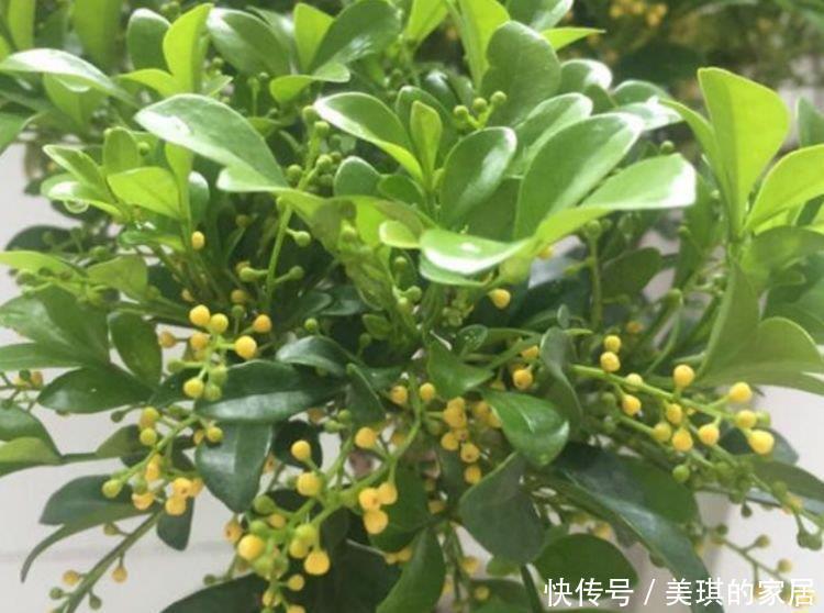 4种花很耐养,沾土就能活,阳台变花园,太美了!