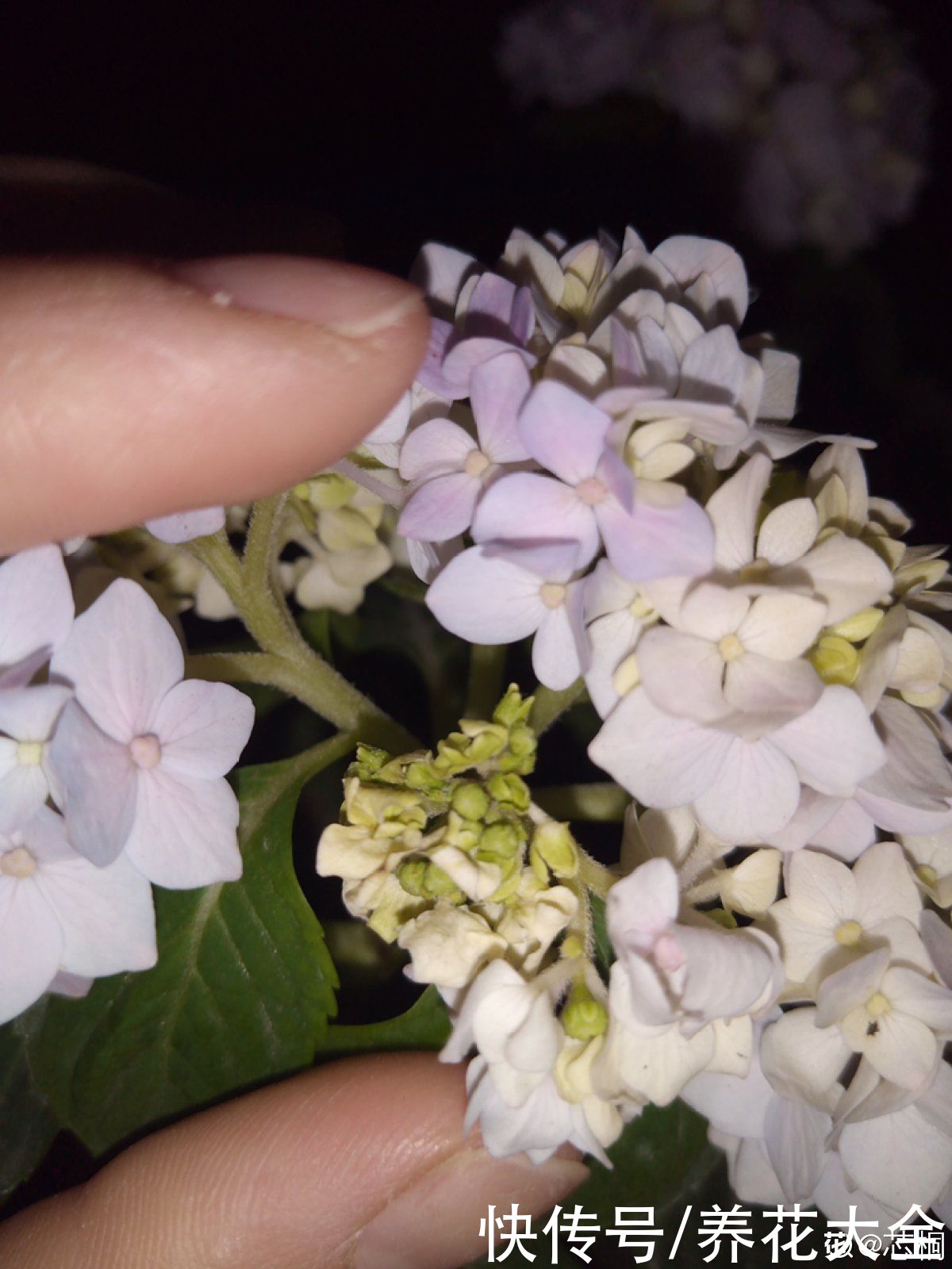 多肉|养花8年，总结出6个“坑”，早看早避开