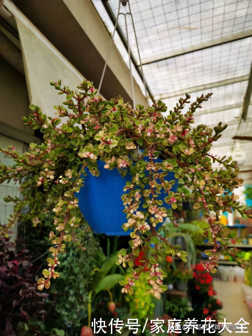 悬崖老桩看起来高端大气，但出现这两点很令人头疼，该怎么办呢？