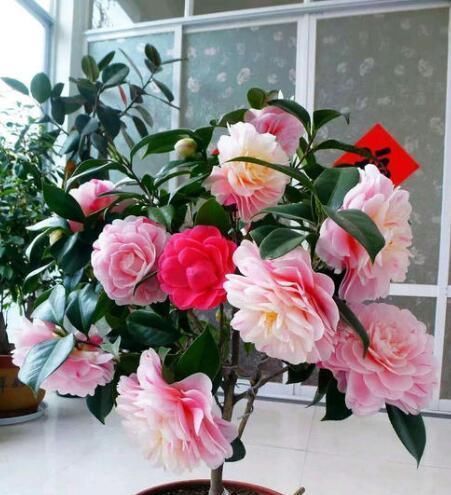 如果你在家里养这两朵花,炉子越小,每个人就越想养好“精品”