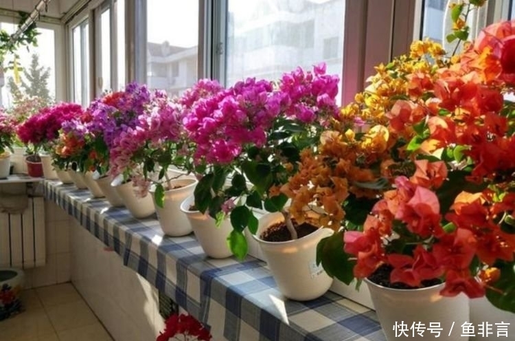 4款艳美的花卉,花大色艳花期长,开花就爆盆,不易生病好养护