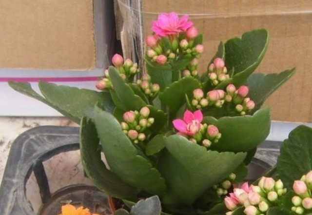 此花典型的“寿星花”,漂亮又喜庆,而且耐寒好养,居家养花首选