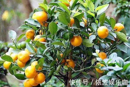 只养花太单调,家中也可以盆栽果树,有3种果树,盆栽结果量大
