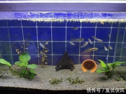 新入缸20多种观赏鱼、100多条，几乎无一伤亡，有什么经验可谈