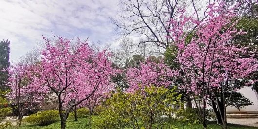 结香、茶花、喷雪花……醉白春色如此撩人，还不快来！专属免票福利