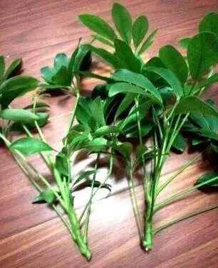 季节|这4种花,剪个枝插水里,10天就生根,当下季节最佳