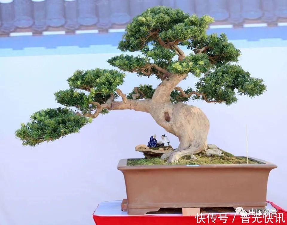 这两种盆景能当传家宝,被爱好者当“心头肉”