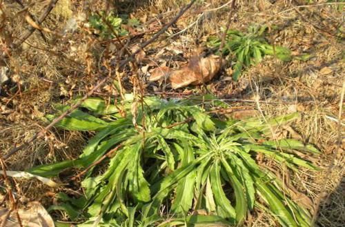 腹泻|这野草农民叫它“醉酒草”,肠胃不舒服全靠它,还能止血祛风湿