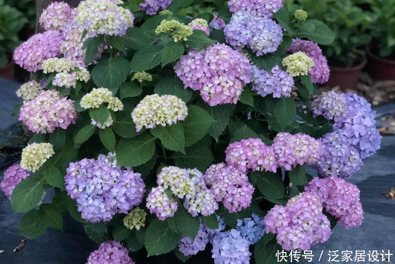 养绣球花不可以偷懒，做好4件事，花量大10倍，个个都是大花球