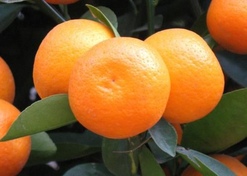 高血糖|血糖偏高,可多吃5种“水果”,或有利于血糖平稳,你知道多少?