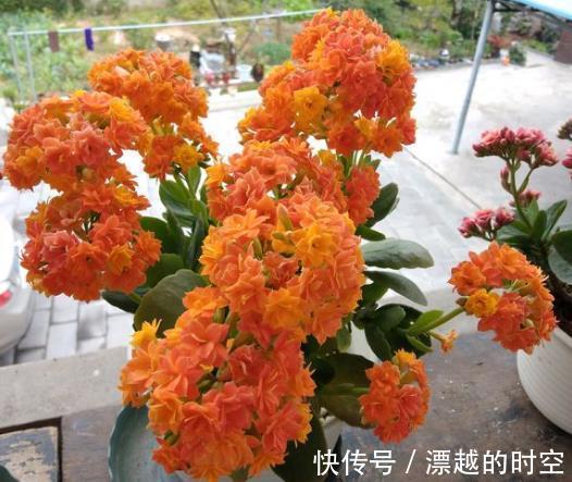 冬天养上“2种花”，天气冷，开花反而越多，花期100多天！