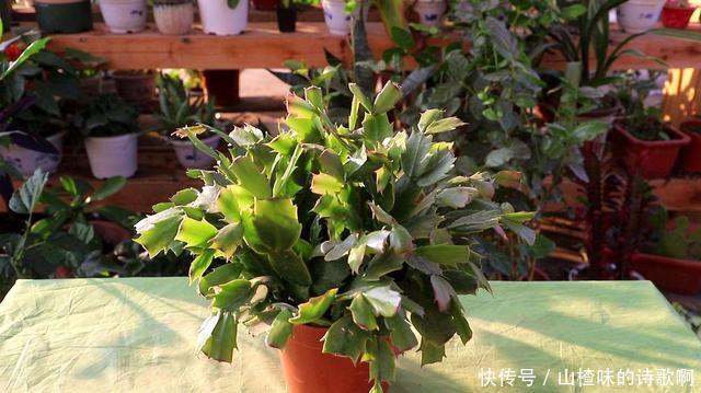 蟹爪兰新叶少很可能一件事没做好,赶紧补救还来得及!