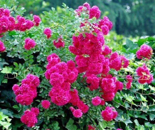 这花,比栀子花香,比牡丹花艳,家里养一盆,赏花闻香“一整年”