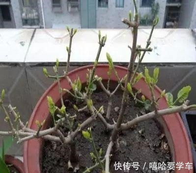 这10种花,冬天必须虐着养,断水又断肥,才能安全过冬!