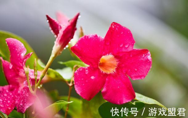 特爱“吃土”的8种花,该换盆时就换盆,别偷懒