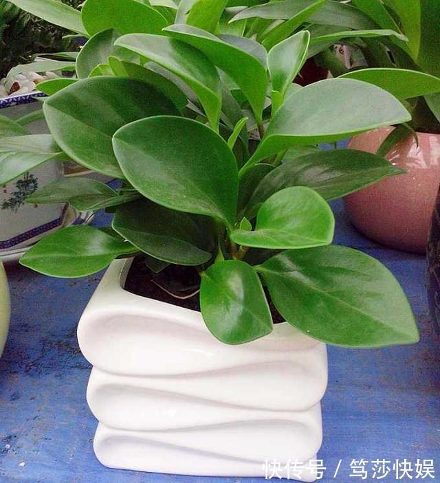 这花称为“电脑杀手”，桌边放几盆减少辐射，养得肉嘟嘟更具生机