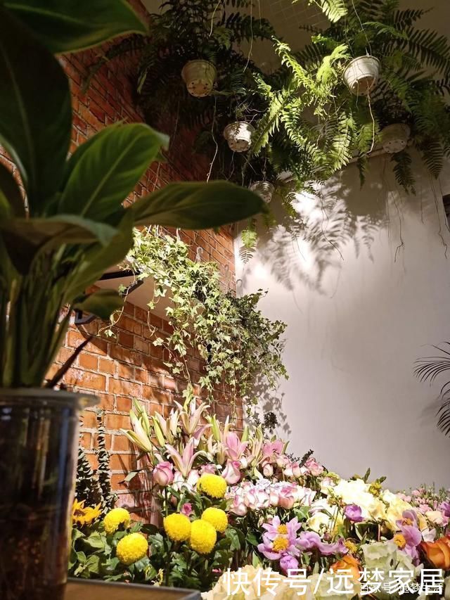 养绿植有讲究!选这几款好看还旺宅!