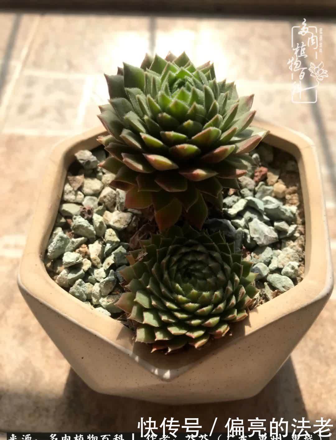 养花|一种爱好就是一种境界，养花养多肉可以培养一个人的心境！