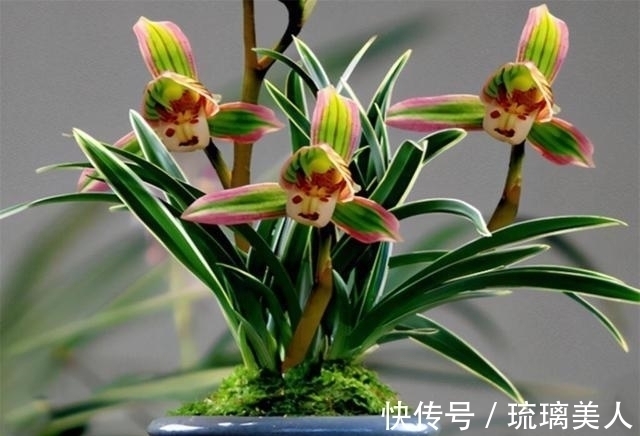 此兰很多人没见过,一花双色,兰香浓郁,叶带金边,是兰中铭品