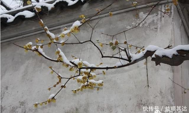 花草盆栽：6种冬天开花的植物，随便养上一盆，美翻整个寒冬！