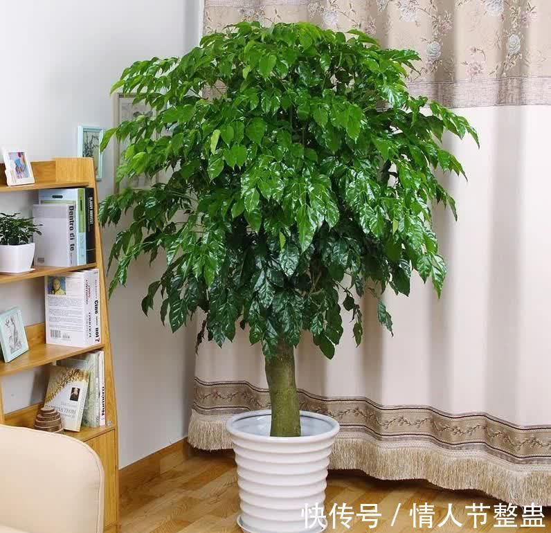 12种花,建议养一盆,不仅吸收废气,还有“旺财添福”的美好寓意