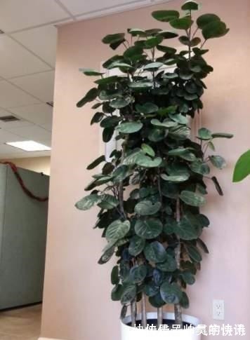 5种健康花，家里养一盆，大气高雅净化力强，福寿齐聚寓意好