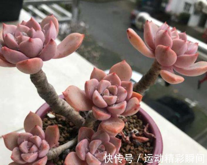 多肉红粉佳人,凭借3个优点让人爱不释手,喜欢多肉别错过