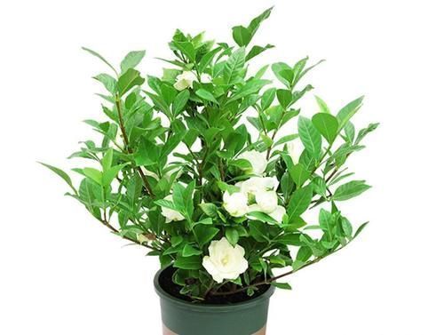 月季花|养了几十盆花,香味纯正、花开娇艳的就六种,一起见识一下吧